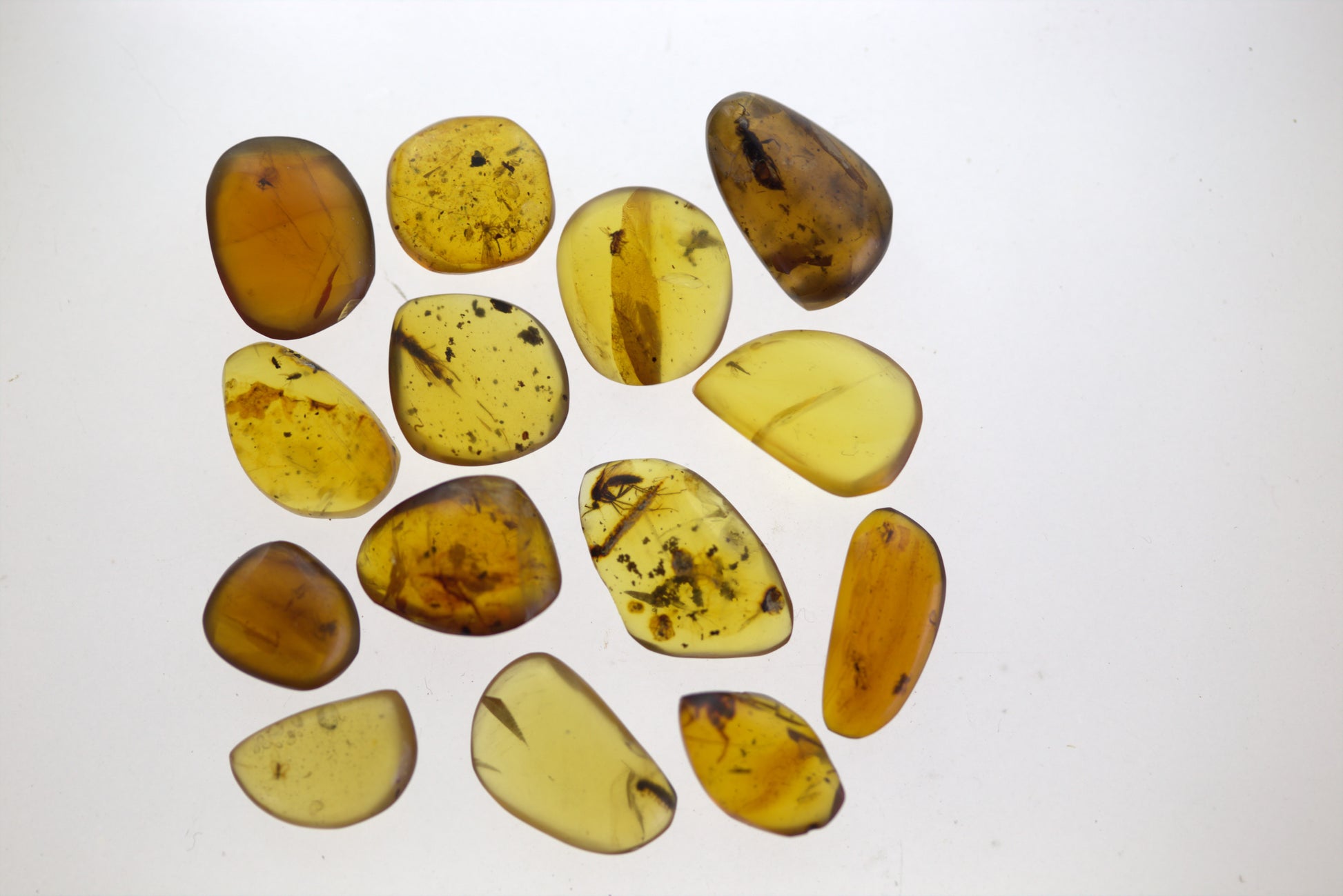 Insects in Amber - "Burmite" Insect Collection - Cretaceous 100 myo - Dino Age