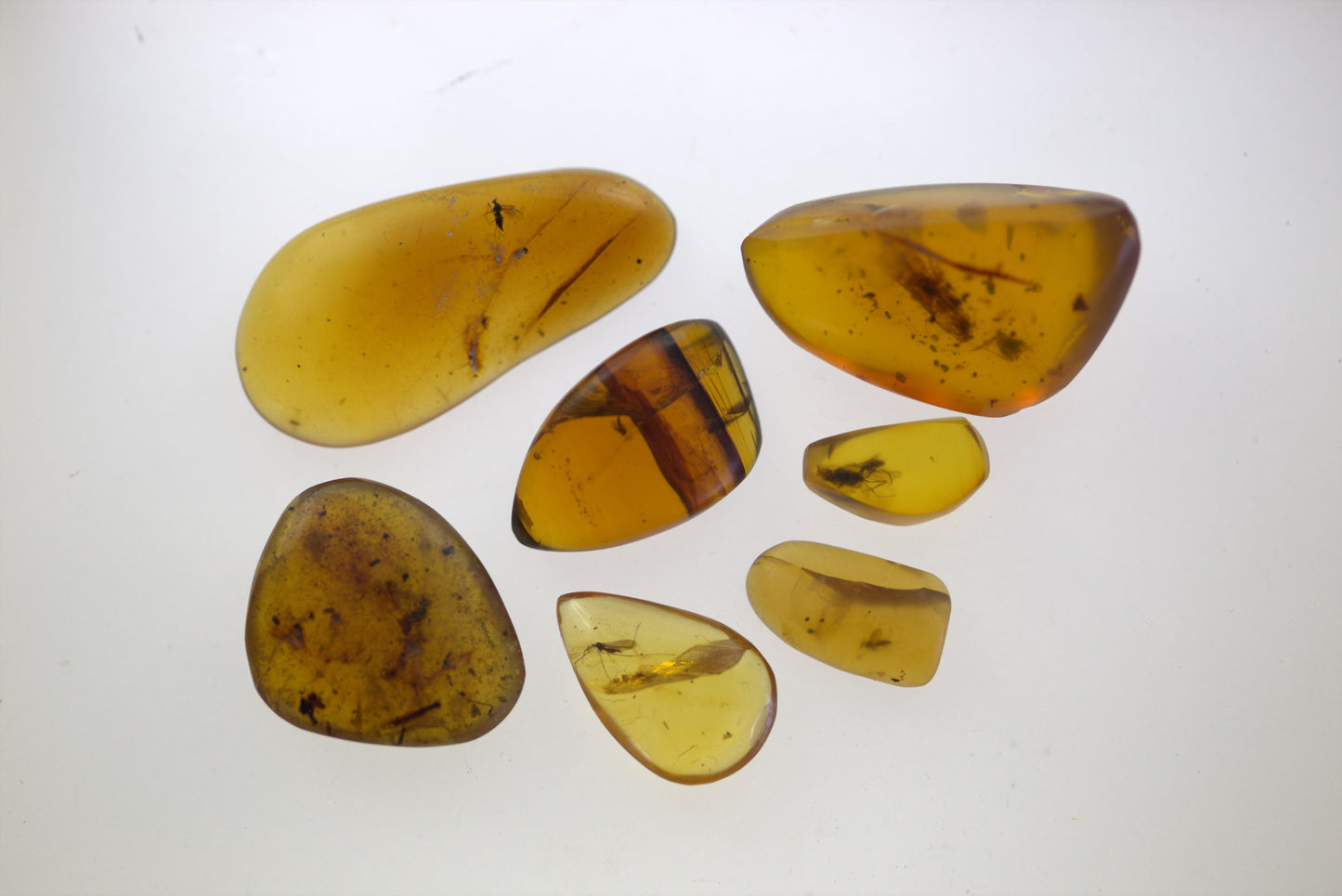 Insects in Amber - "Burmite" Insect Collection - Cretaceous 100 myo - Dino Age