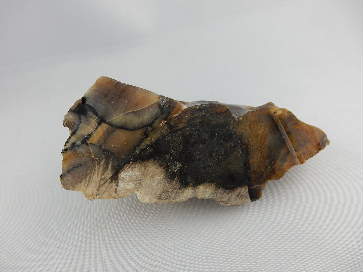RARE opalised petrified wood from Tinopai - Black Pine - amazing strucuture and growth bands