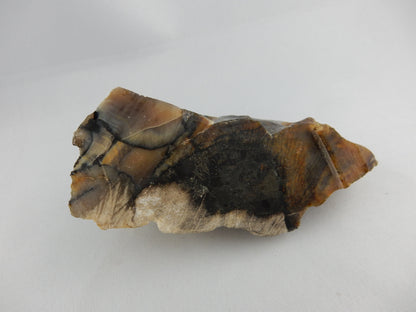 RARE opalised petrified wood from Tinopai - Black Pine - amazing strucuture and growth bands