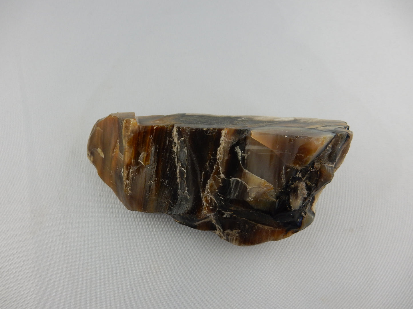 Petrified Wood NZ