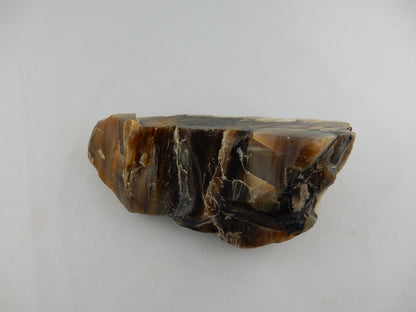 Petrified Wood NZ