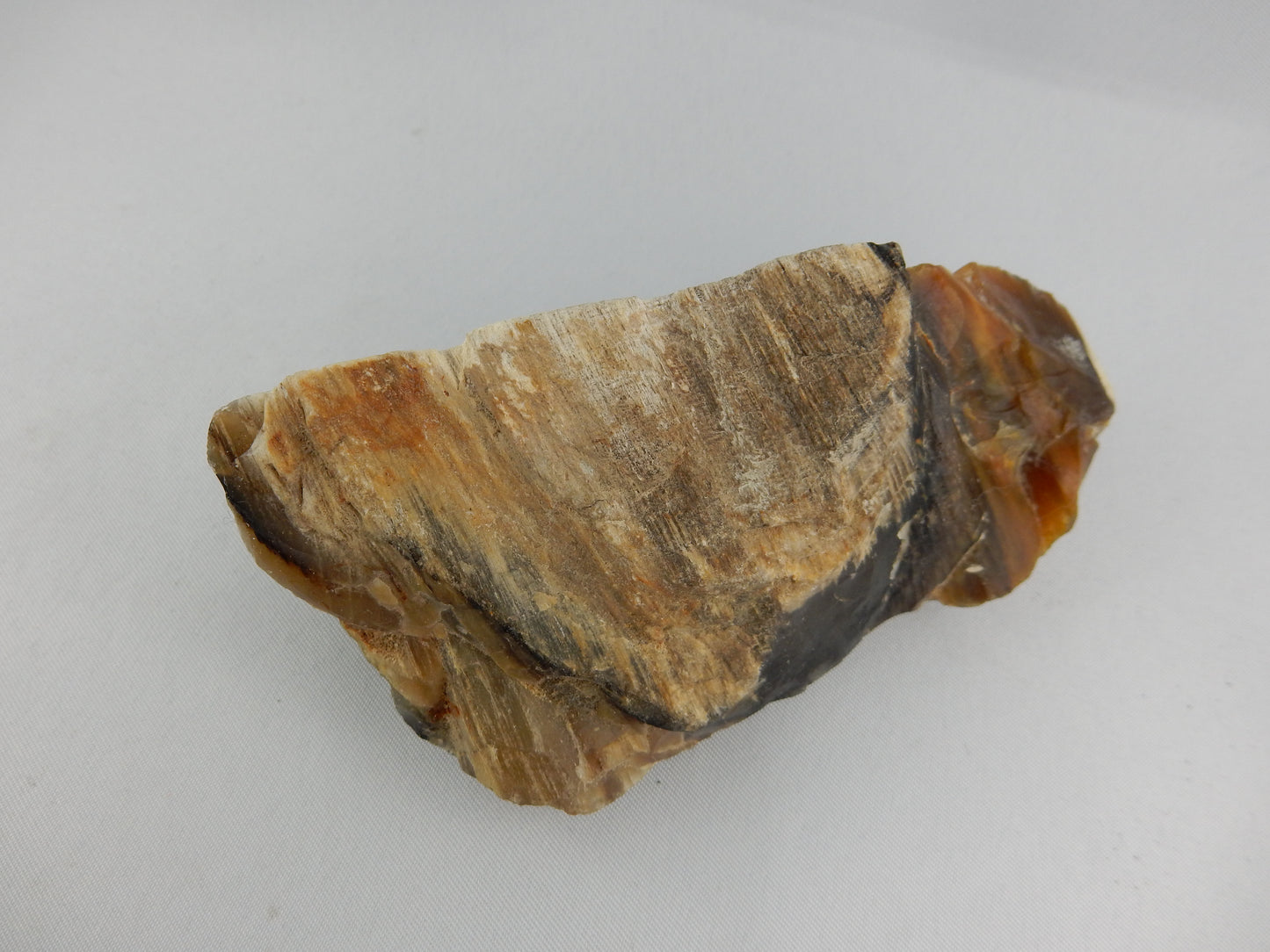 Petrified Wood NZ