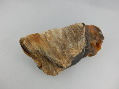 Petrified Wood NZ