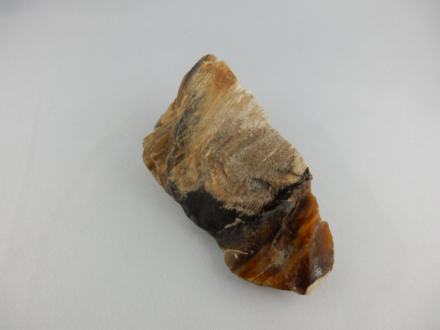 Petrified Wood NZ