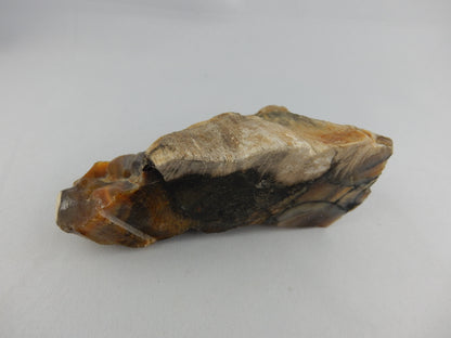 Petrified Wood NZ