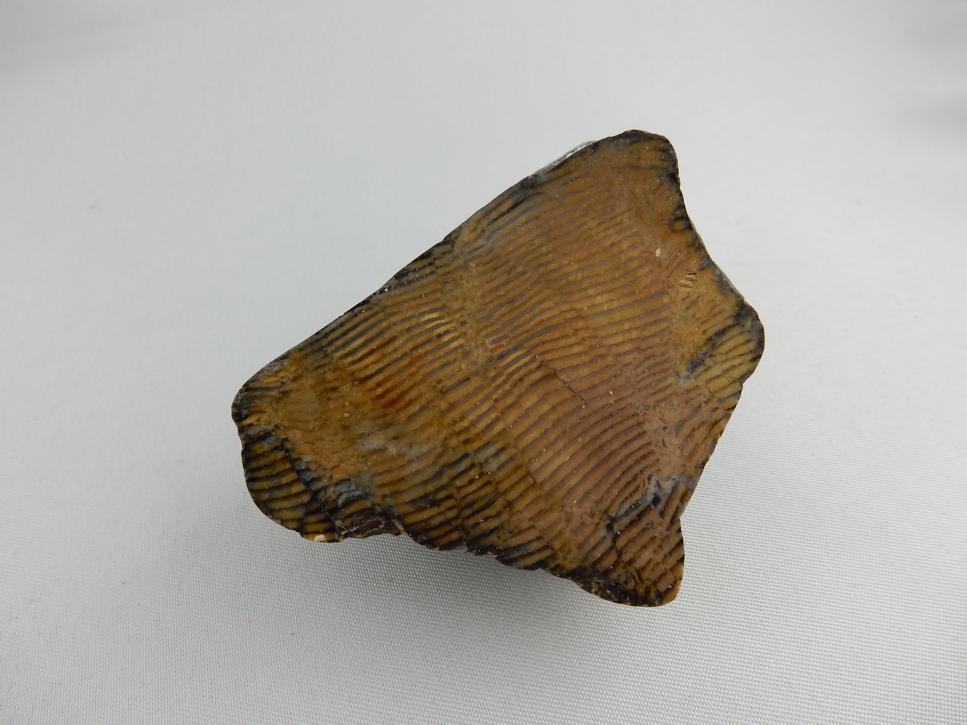 Chincilla petrified wood - polished end (natural rest), showing off amazing wood growth banding!!!