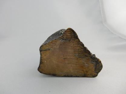 Petrified Wood AUS