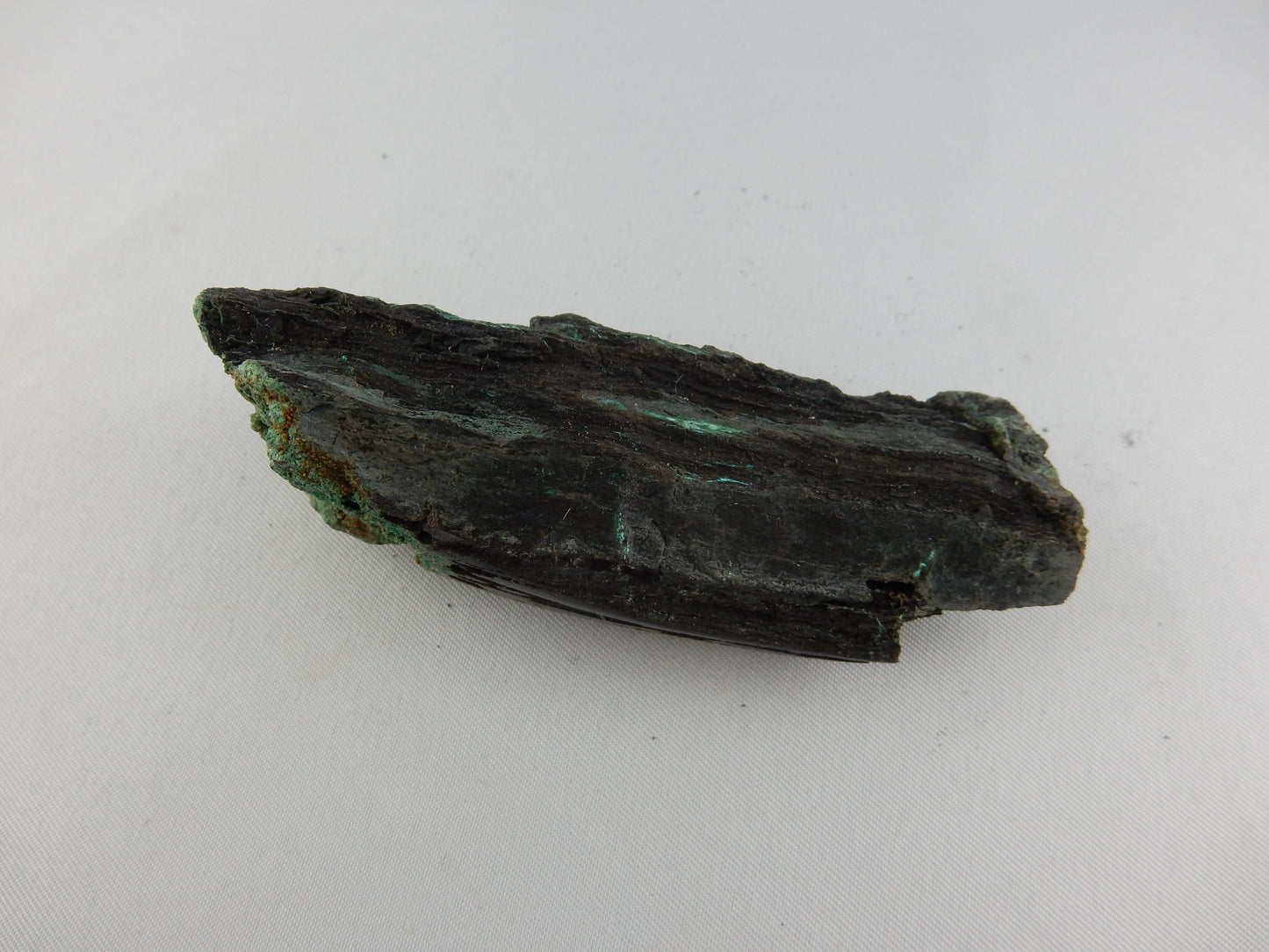 Petrified Wood - Silver RARE