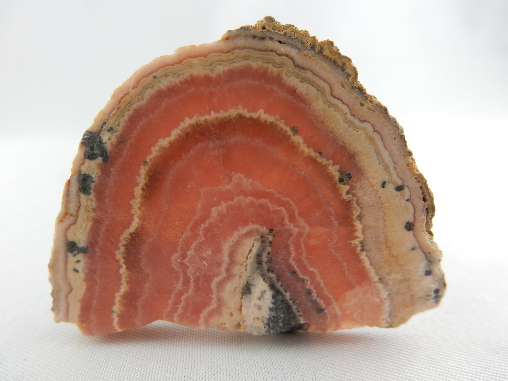 unique (Argentina) banded-botryoidal cherry red - pink - white with siderite Rhodochrosite - showing curved end of stalactite, sawn flat
