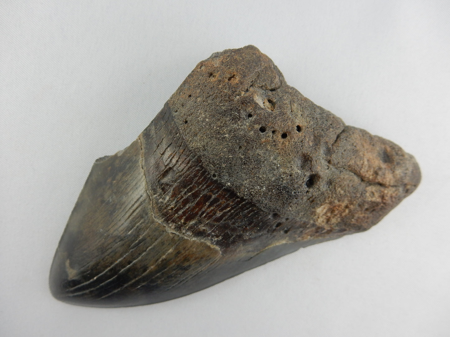 Megalodon monster shark size of as bus! - Miocene 10-20myo - 80% full, shiny great shape