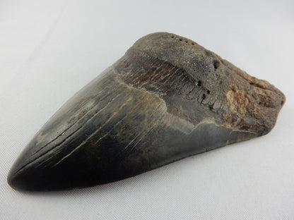Megalodon Shark Tooth