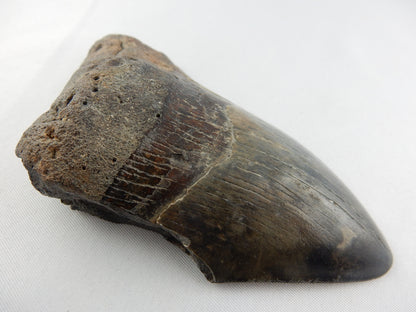 Megalodon Shark Tooth