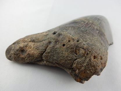 Megalodon Shark Tooth