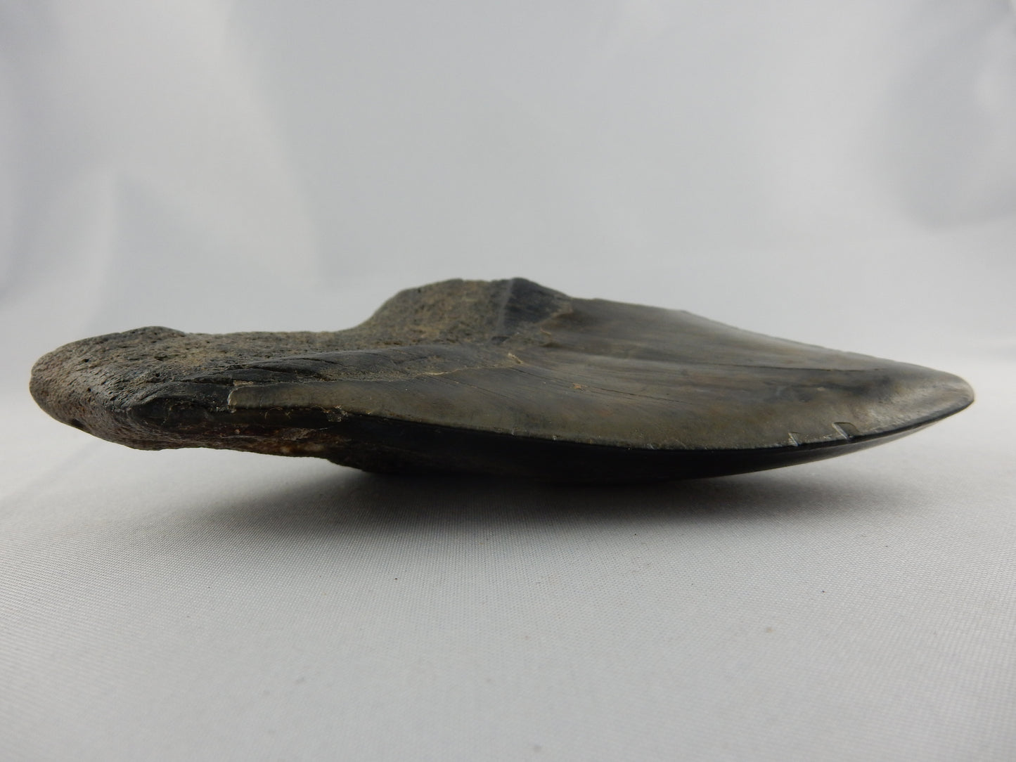 Megalodon Shark Tooth