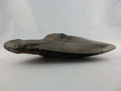 Megalodon Shark Tooth