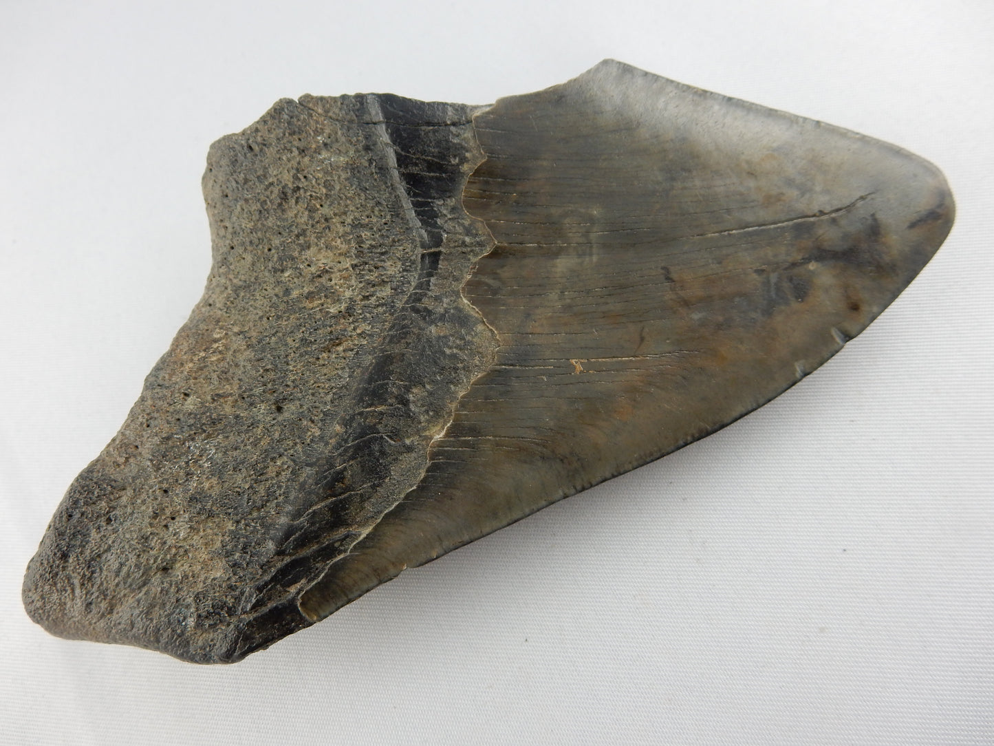 Megalodon Shark Tooth