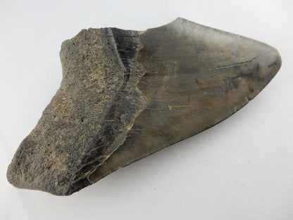 Megalodon Shark Tooth