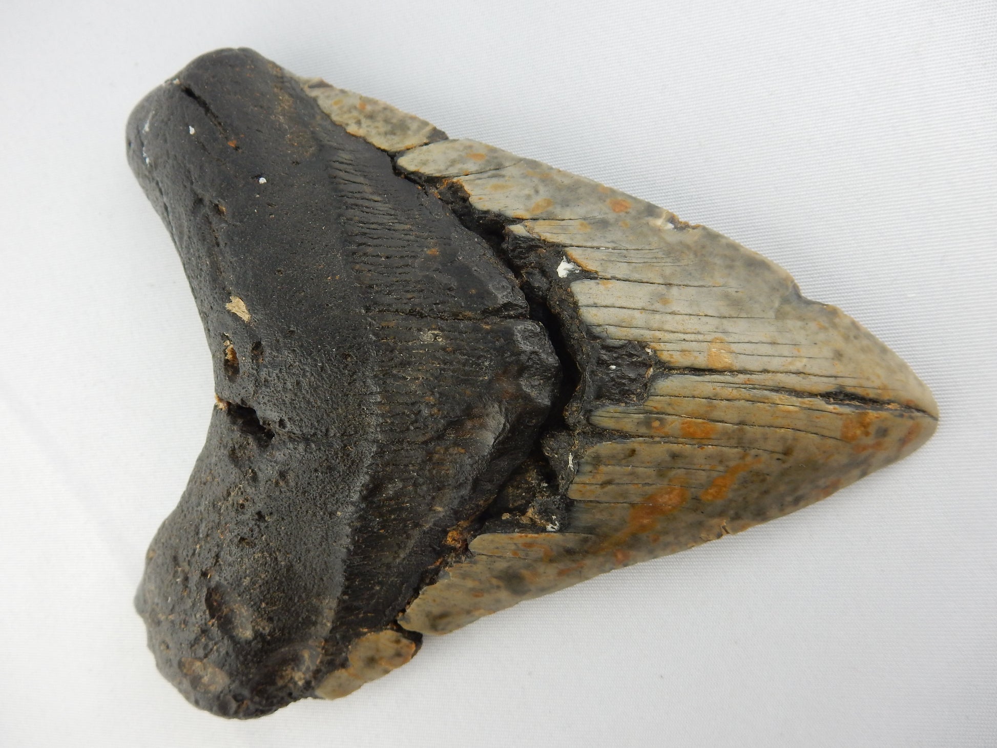 Megalodon monster shark size of a bus - Miocene 10-20myo - 100% complete