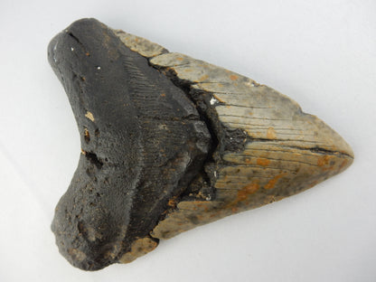 Megalodon monster shark size of a bus - Miocene 10-20myo - 100% complete