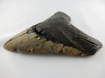 Megalodon Shark Tooth