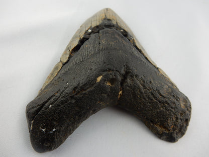 Megalodon Shark Tooth