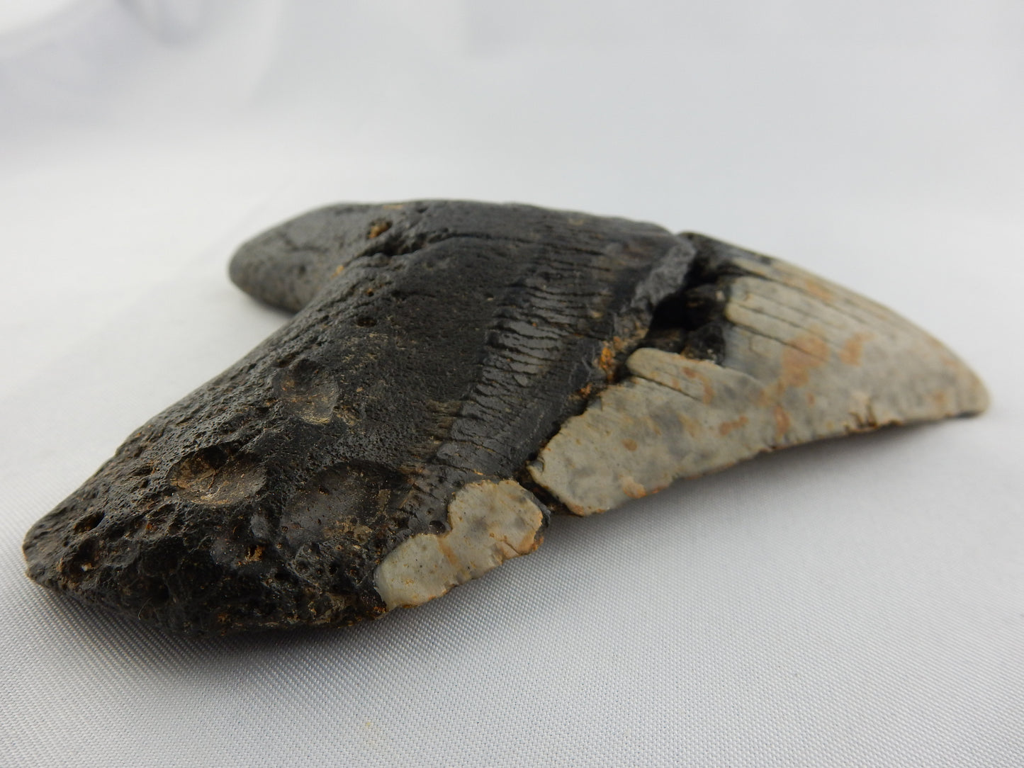 Megalodon Shark Tooth