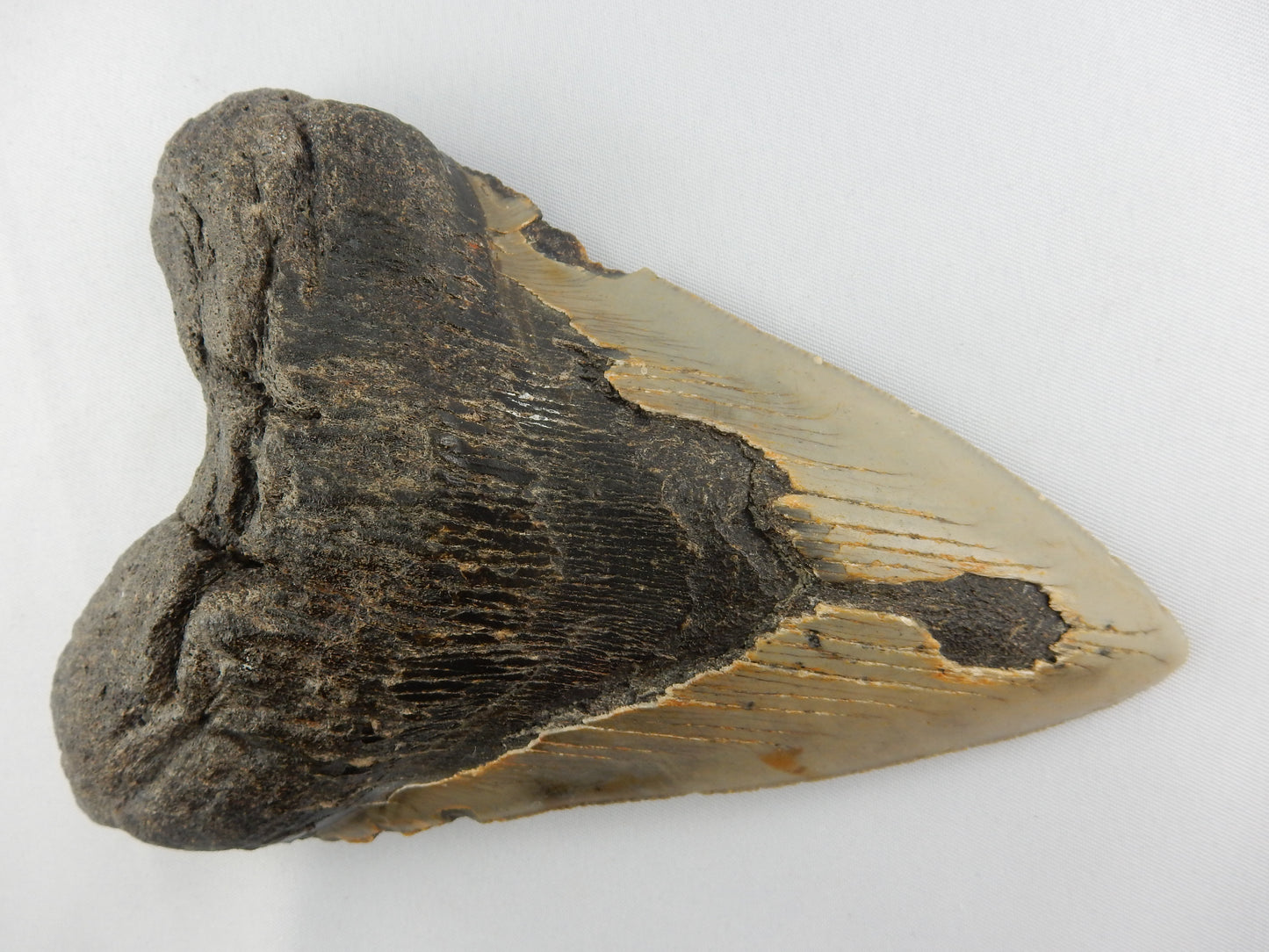 Megalodon monster shark size of a bus - Miocene 10-20myo - 100% full, long with original serrations