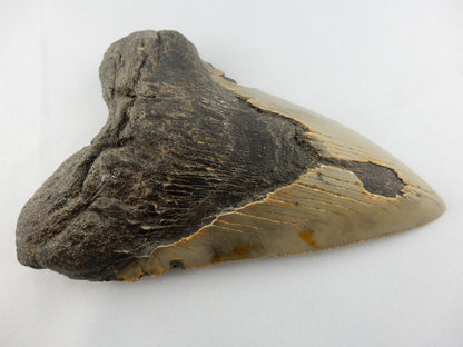 Megalodon Shark Tooth