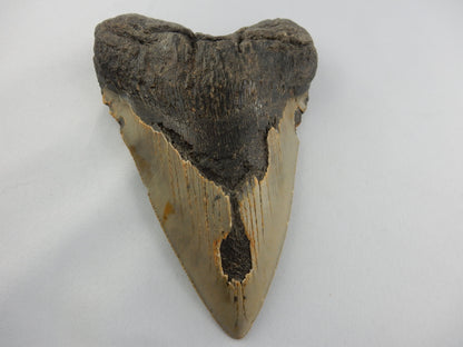 Megalodon Shark Tooth