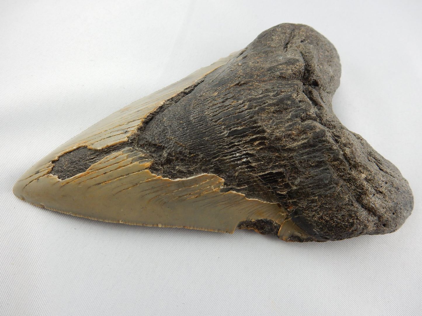 Megalodon Shark Tooth