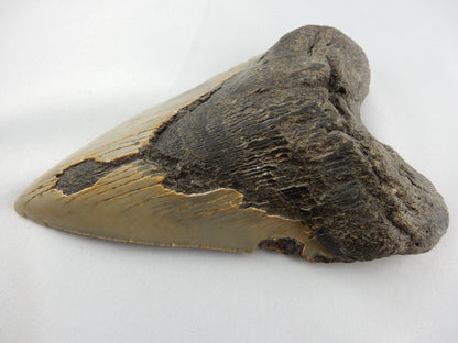 Megalodon Shark Tooth