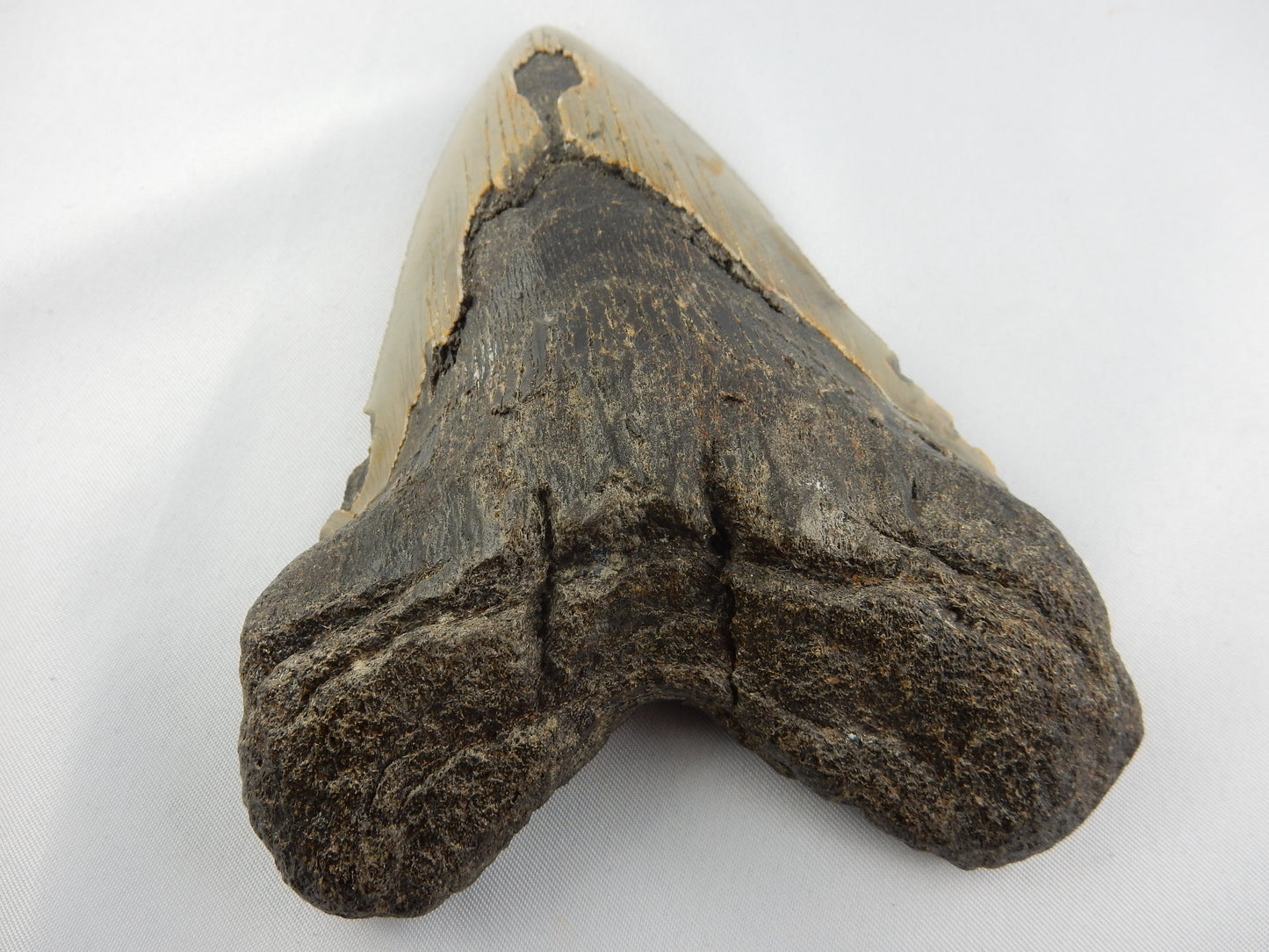 Megalodon Shark Tooth