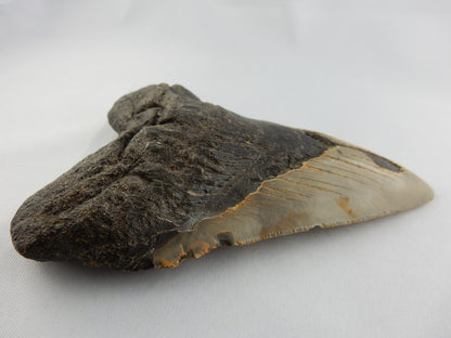 Megalodon Shark Tooth