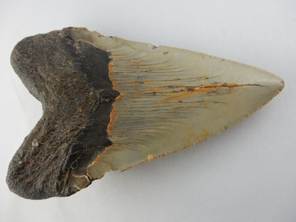 Megalodon Shark Tooth