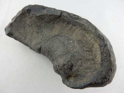Whale Inner Ear Bone