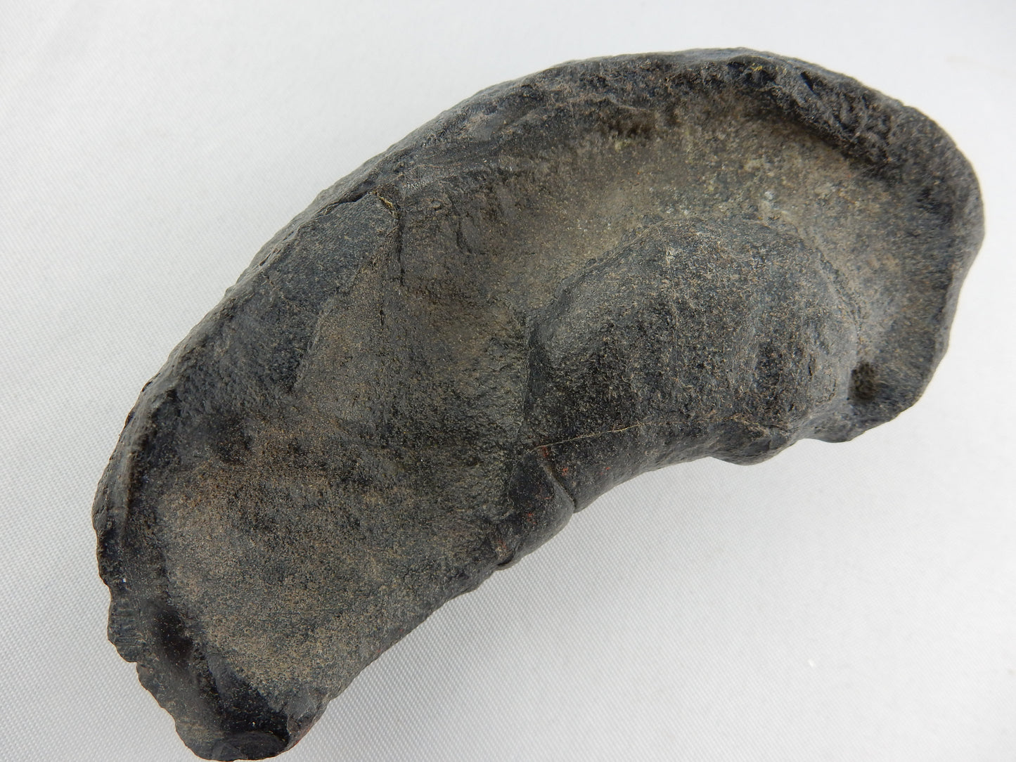 Whale Inner Ear Bone