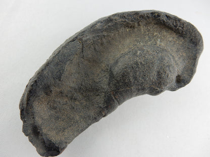 Whale Inner Ear Bone