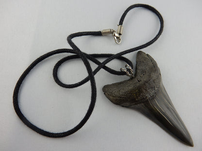 Simple PERFECT grey-blue classic Mako knife-shape with sharp serrations - black leather necklace - 30 million years old