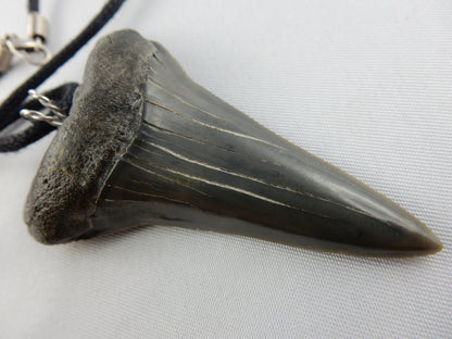 Fossil Mako Shark Tooth Necklace - big perfect