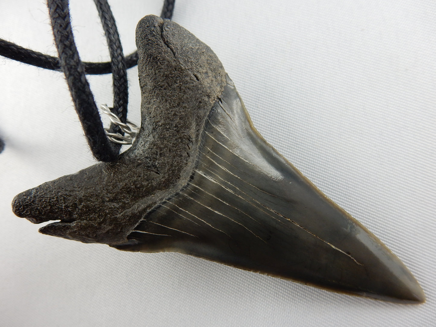Fossil Mako Shark Tooth Necklace - big perfect