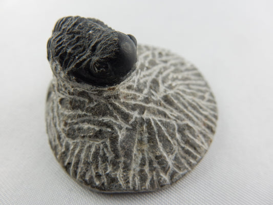 Trilobite Gerastos sp., nice little complete bug sitting on a pedestal, Devonian age (400myo)