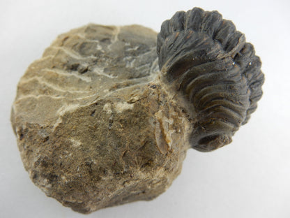 Trilobite - Phacops