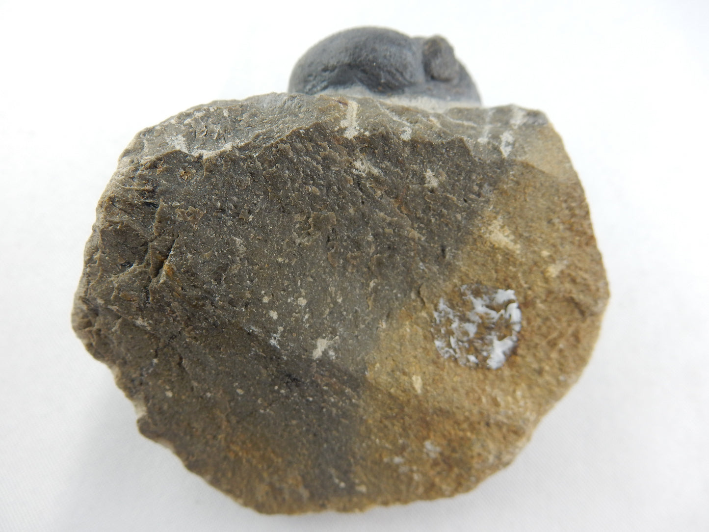 Trilobite - Phacops