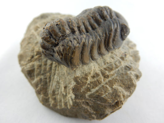 Trilobite Phacops sp., big semi-rolled nice prep, faceted eyes, Devonian age (400myo)