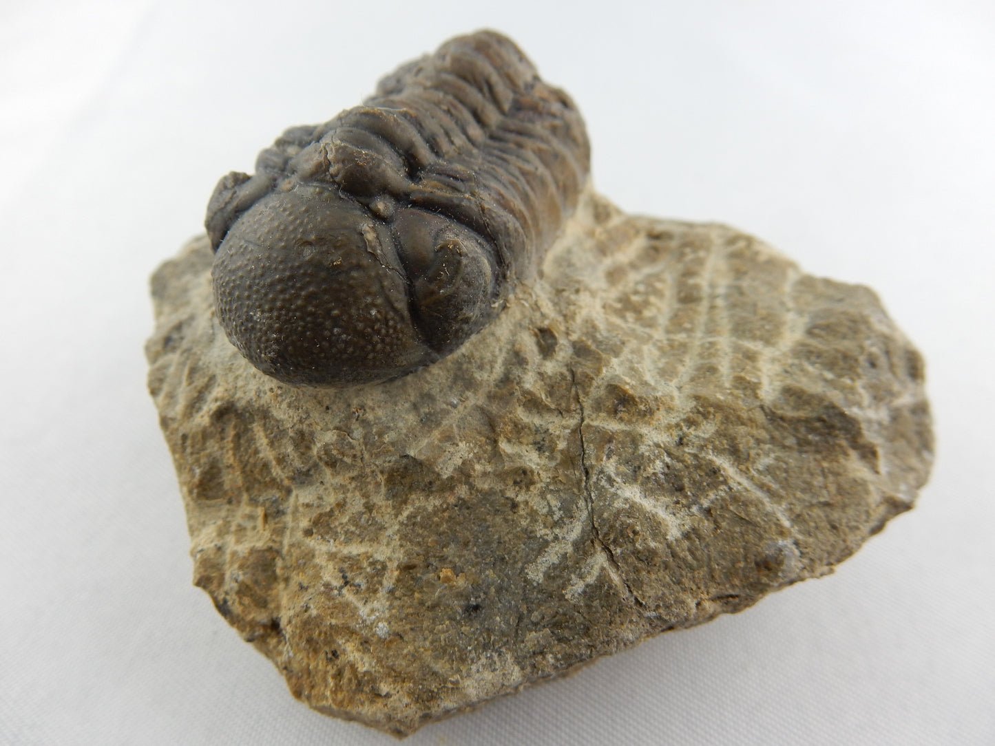 Trilobite - Phacops