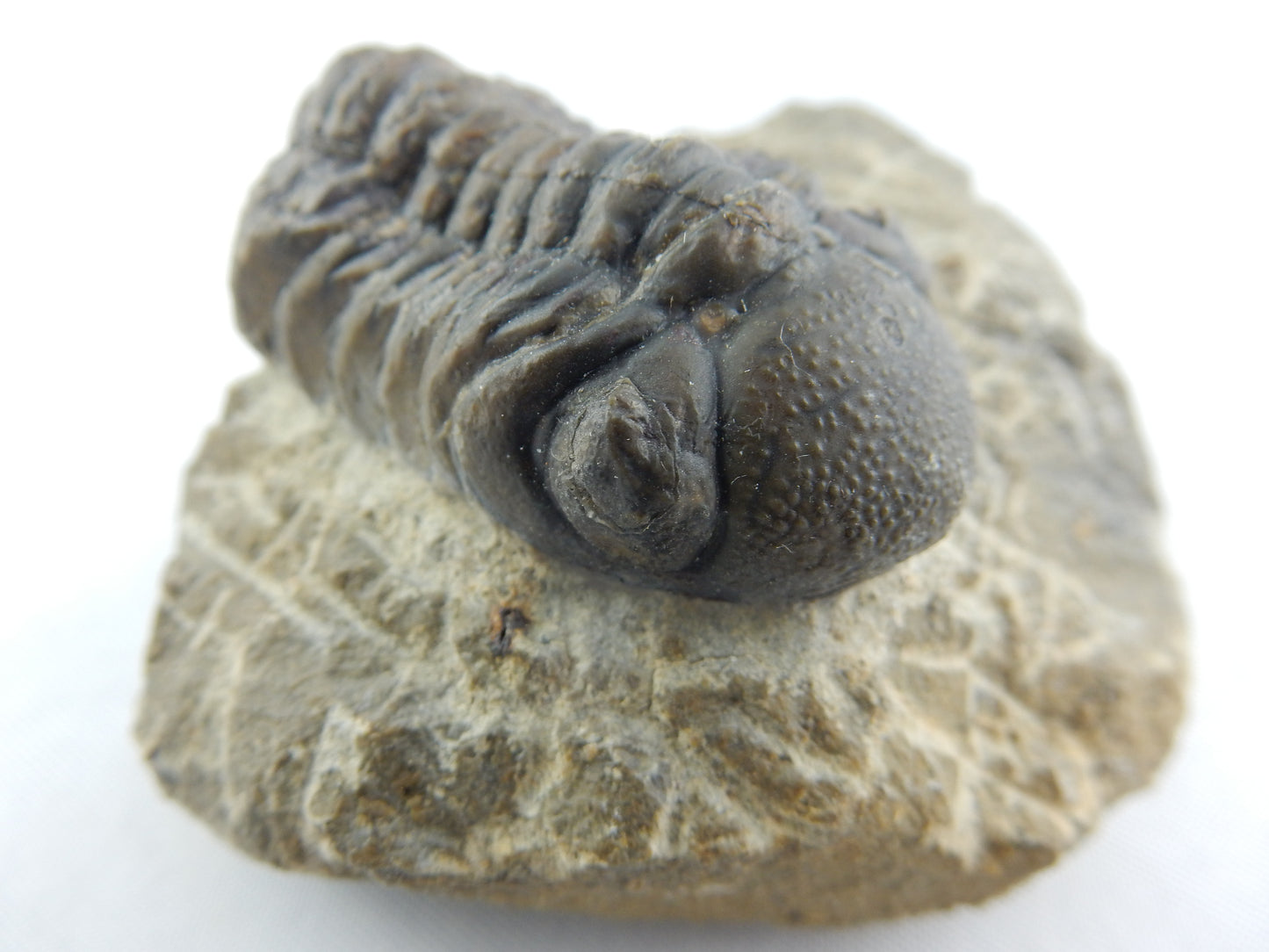 Trilobite - Phacops