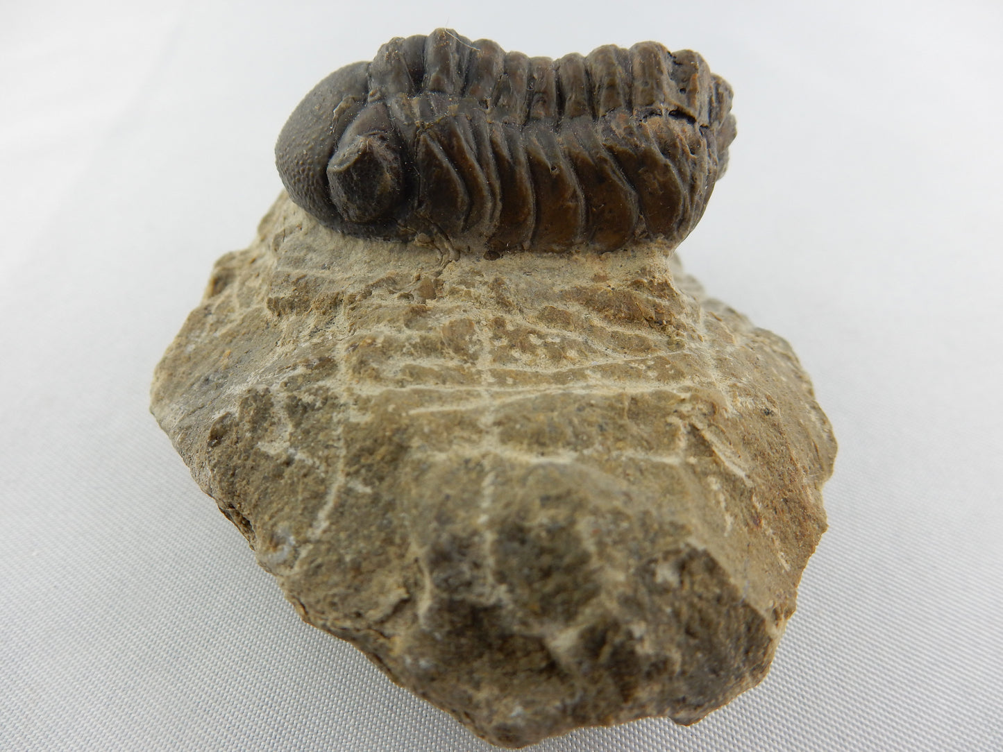 Trilobite - Phacops