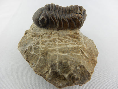Trilobite - Phacops