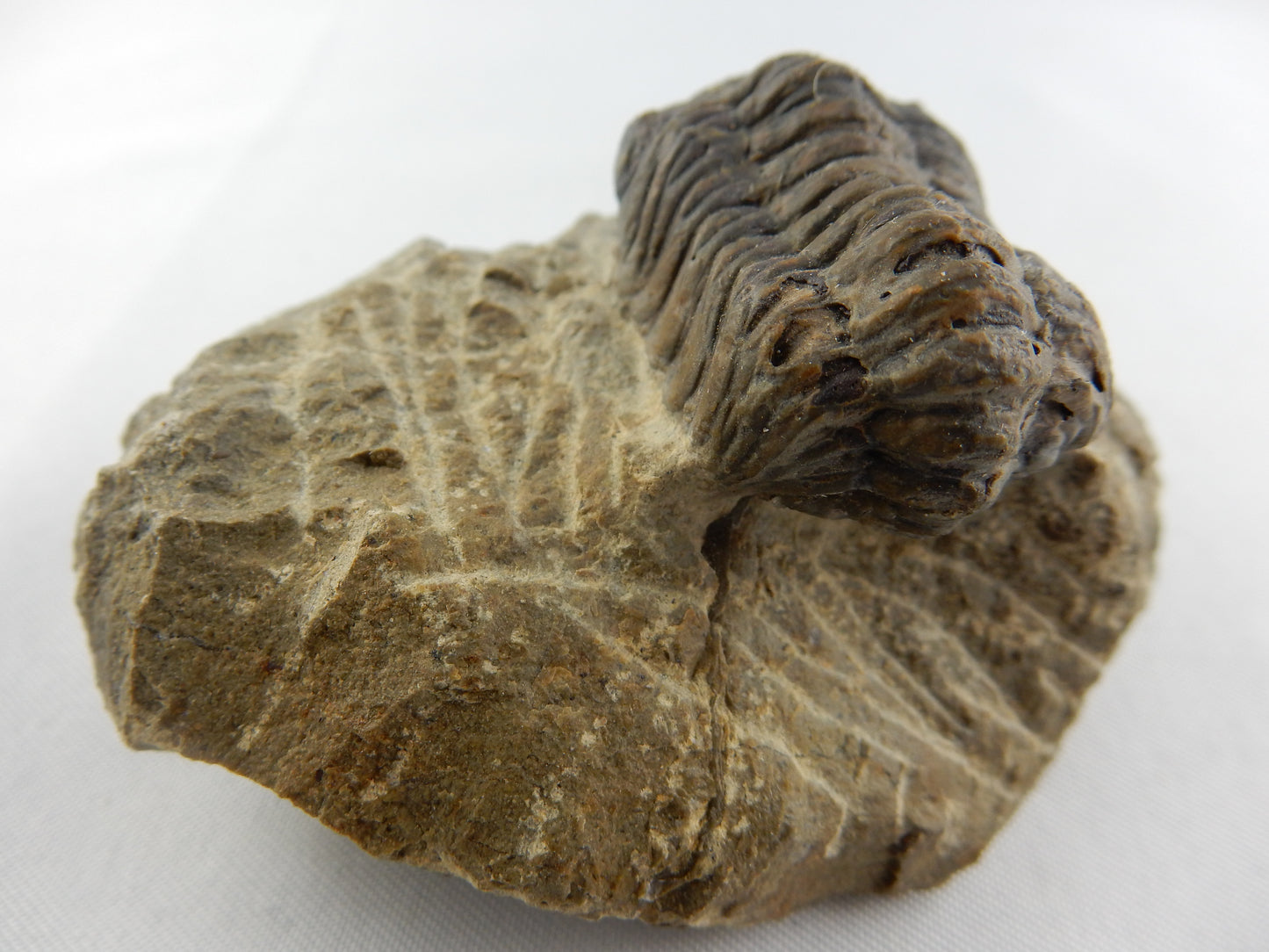 Trilobite - Phacops